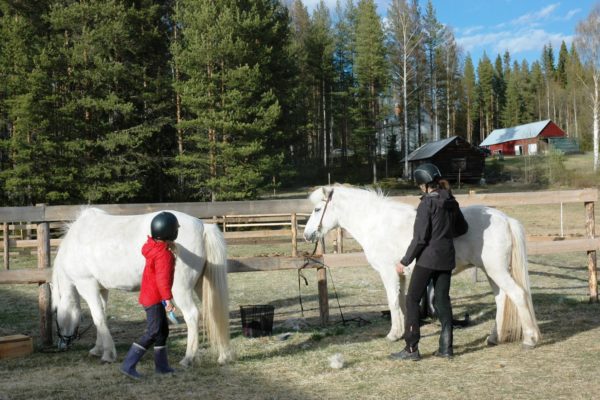 Brushing horses in Lapland