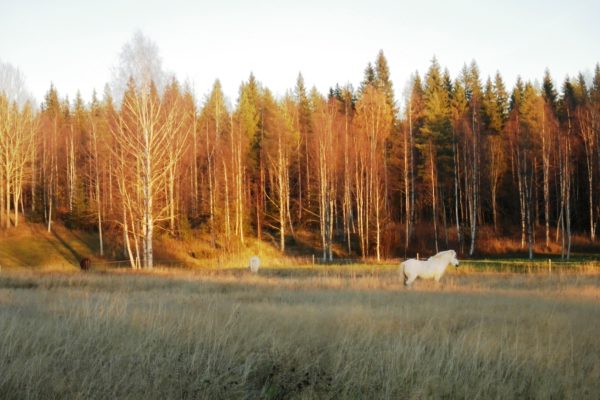 Horses in the autumn light