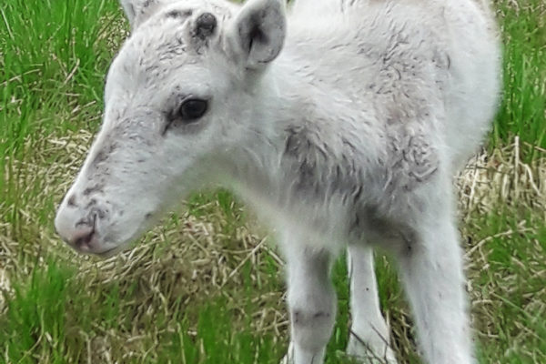 Baby reindeer