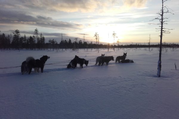 Dogsledding in Swedish Lapland