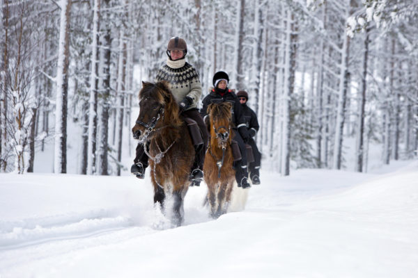 Winter horse riding adventure in Swedish Lapland