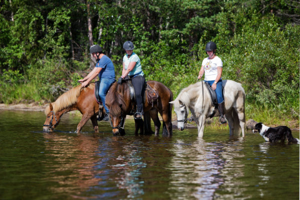 Water break for the horses